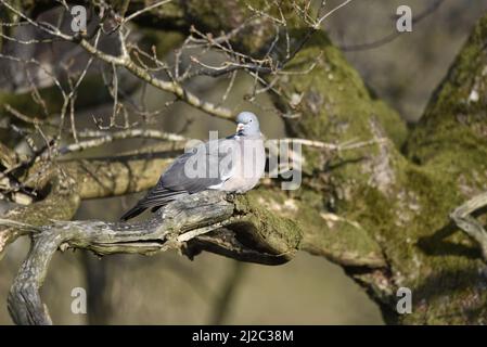 Woodpicceon comune (Columba Palumbus) arroccato su Moss Covered Tree Branch in the Sun, in Left-Profile to Left of Image, con Copy Space to Right, UK Foto Stock