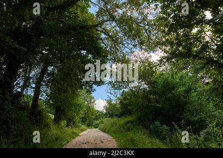 Una bella foto di una strada forestale circondata da una fitta vegetazione. Foto Stock