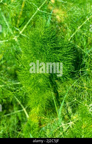 Finocchio pianta estremamente aromatica con proprietà medicinali, piante utilizzate per fare infusioni o per cucinare. Odore intenso se finocchio. Finocchio Foeniculum vulgare Foto Stock