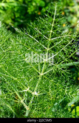 Finocchio pianta estremamente aromatica con proprietà medicinali, piante utilizzate per fare infusioni o per cucinare. Odore intenso se finocchio. Finocchio Foeniculum vulgare Foto Stock