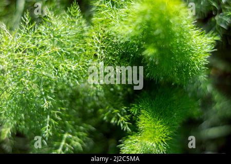 Finocchio pianta estremamente aromatica con proprietà medicinali, piante utilizzate per fare infusioni o per cucinare. Odore intenso se finocchio. Finocchio Foeniculum vulgare Foto Stock