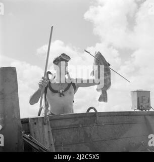 Un subacqueo con un pesce catturato a bordo di una nave nel Fuikbaai ca. Ottobre 1955 Foto Stock