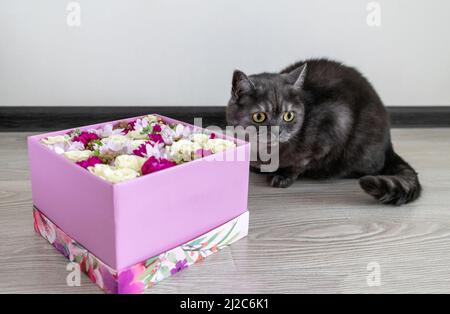 Un gatto grigio siede sul pavimento accanto ad una scatola di fiori Foto Stock