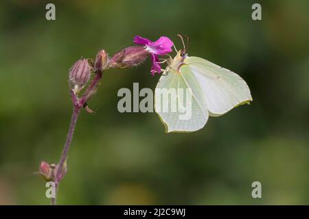 Comune Brimstone (Gonepteryx rhamni) femmina farfalla poggiante su Red Campion (Silene dioica) Foto Stock