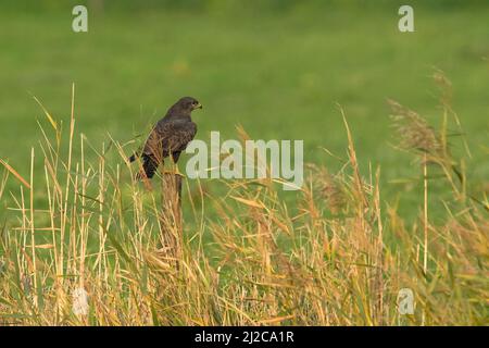 Buzzard comune (Buteo buteo) Appollaiato su un palo recinto in un prato con Reed Foto Stock