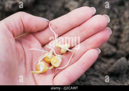 La mano femminile tiene una giovane piantina di mais Foto Stock