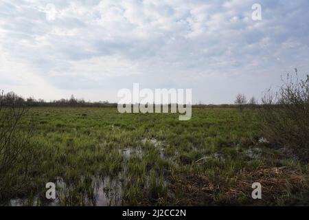 Erba fresca sulle paludi di Biebrza, aprile tra le zone umide, paesaggio primaverile, acqua, erba verde e cielo blu Foto Stock