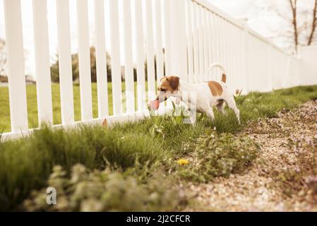 Il cane marrone e whie che puzzano fiori Foto Stock