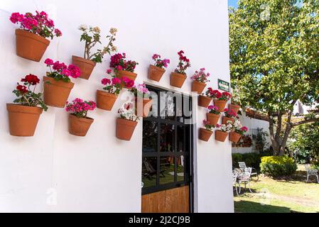 Il patio posteriore dell'Hotel Petra, le cui pareti sono decorate con pentole di terracotta piene di colorati fiori viola. San Miguel de Allende, MX, Foto Stock