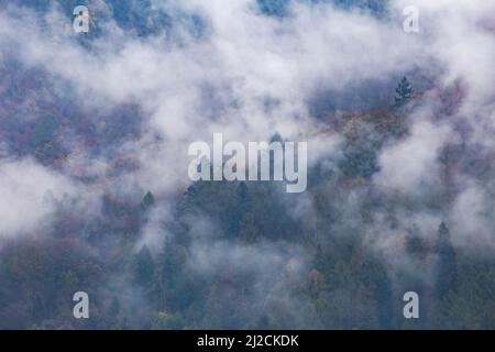 Montagne nelle nuvole all'alba in autunno. Vista aerea della montagna con alberi verdi nella nebbia. Bellissimo paesaggio con foresta,. Vista dall'alto dal drone di Foto Stock