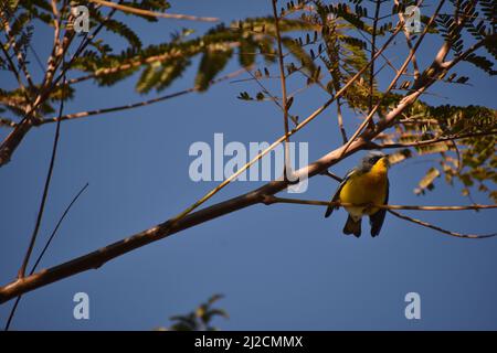 Un piccolo uccello flycatcher blu di tickell seduto su un ramo di albero contro un cielo blu Foto Stock