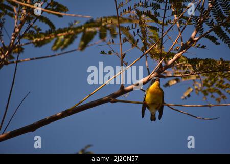 Un piccolo uccello flycatcher blu di tickell seduto su un ramo di albero contro un cielo blu Foto Stock