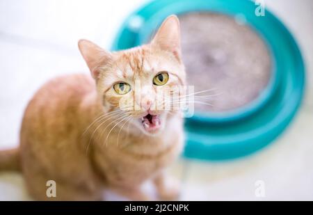 Un gatto shorthair di tabby arancione seduto accanto ad un giocattolo di arricchimento e meowing Foto Stock