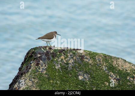 Comune Sandpiper (Actitis hypoleucos) che riposa su un molo in un porto Foto Stock