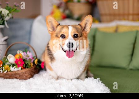 Pembroke Corgi gallesi seduti su un letto con fiori primaverili Foto Stock