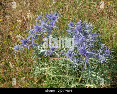 Fioritura di piante di agrifoglio di mare blu, Montenegro Foto Stock