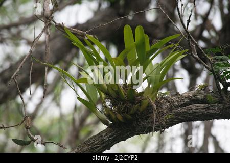 Una pianta epifitica cresce in alto sopra il terreno sul ramo di un albero nella foresta secca Tumbesiana nel Sud Ecuador. Foto Stock