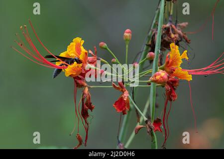 Fiore di pavone (Caesalpinia pulcherrima) le fioriture colorate attraggono un impollinatore di vespa nella foresta asciutta dell'Ecuador. Foto Stock