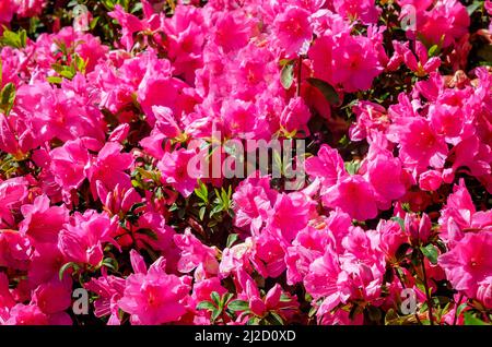 Le azalee dell'India meridionale fioriscono in Washington Square, 26 marzo 2022, a Mobile, Alabama. Foto Stock