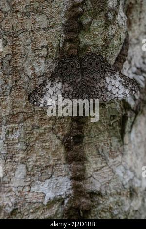 La farfalla cracker grigio (Hamadryas februa), la sua colorazione distruttiva aiuta a mantenerla mimetriata e nascosta su un tronco di albero nella foresta asciutta dell'Ecuador. Foto Stock