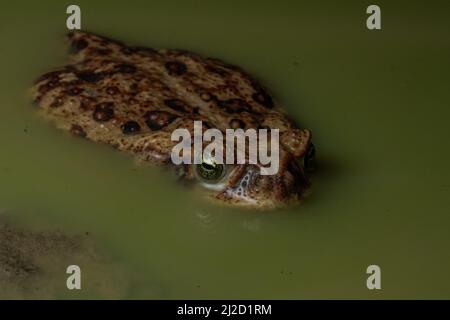 Un rospo di canna (Rhinella horribilis) che si immerge in una pozzanghera nella foresta secca tumbesiana dell'Ecuador occidentale. Foto Stock