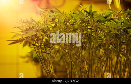 La cannabis al coperto cresce piantagione con piante sotto lampade a LED e UV, coltivazione di marijuana medica Foto Stock