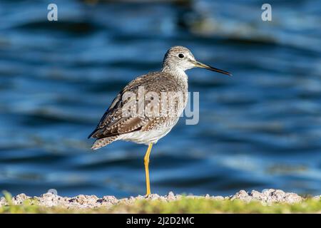 Un uccello delle gambe giallastra più grande in piedi su una gamba vicino all'acqua. Foto Stock