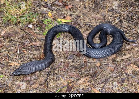 Australian Blue-belled Black Snake che sfarfallano è lingua Foto Stock