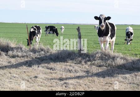 Mucche di Holstein pascolo in un campo tra Windthorst, Texas e Archer City, Texas Foto Stock