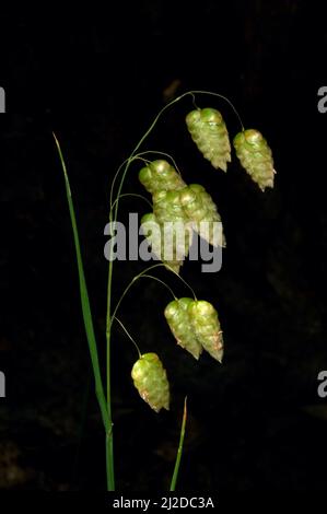 Questi sono veri gatti selvatici (Chasmanthium latifolium) - non i giovani uomini gentili sono desiderosi di seminare! Li ho trovati accanto a un sentiero a Hochkins Ridge. Foto Stock