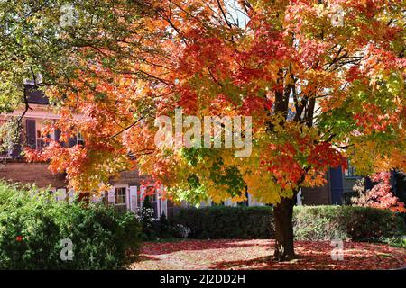 Acero albero in cortile di casa con colori brillanti caduta Foto Stock