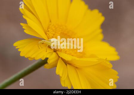 Ragno di granchio giallo Mecaphesa sp. Sul Marigold del deserto Foto Stock