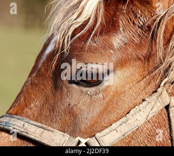 Bel cavallo - meraviglia della natura. Bel cavallo - in ambiente naturale. Foto Stock