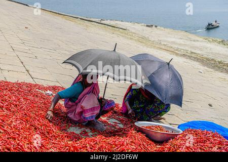 Le donne del Bangladesh lavorano e si asciugano il peperoncino rosso sotto il sole vicino al fiume Jamuna a Bogra. Ogni giorno guadagnano meno di USD $1 (Taka. 80) dopo lavoro 8 ore al giorno. Nelle aree settentrionali del Bangladesh, la maggior parte delle donne sono impegnate nella produzione e nella trasformazione insieme al loro regolare lavoro di assistenza non retribuita. Le donne in questo settore hanno un accesso limitato o nullo ai mercati o alla finanza, hanno meno potere contrattuale e reddito limitato. Foto Stock