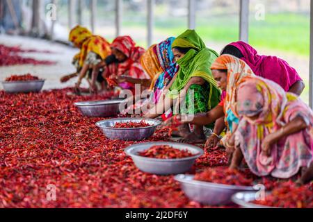 Le donne del Bangladesh lavorano e si asciugano il peperoncino rosso sotto il sole su un campo di essiccazione del peperoncino rosso nella periferia del distretto di Bogura. Ogni giorno guadagnano meno di USD $1 (Taka. 80) dopo lavoro 8 ore al giorno. Nelle aree settentrionali del Bangladesh, la maggior parte delle donne sono impegnate nella produzione e nella trasformazione insieme al loro regolare lavoro di assistenza non retribuita. Le donne in questo settore hanno un accesso limitato o nullo ai mercati o alla finanza, hanno meno potere contrattuale e reddito limitato. Foto Stock