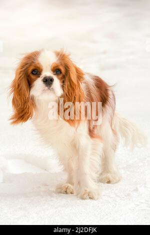 Cavalier King Charles Spaniel Foto Stock