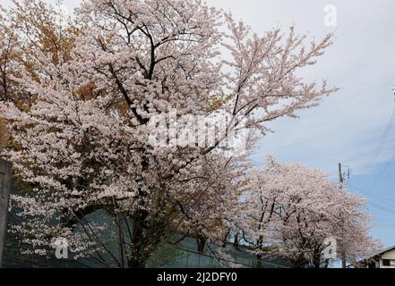 Nagoya, Giappone. 01st Apr 2022. Albero fiorito di ciliegi visto a Nagoya. La fioritura del Cerry, conosciuta anche come Sakura in Giappone, raggiunge normalmente il picco a marzo o all'inizio di aprile in primavera. Il Sakura è il fiore nazionale del Giappone e godere di fiori di ciliegia è un vecchio costume giapponese. Credit: SOPA Images Limited/Alamy Live News Foto Stock