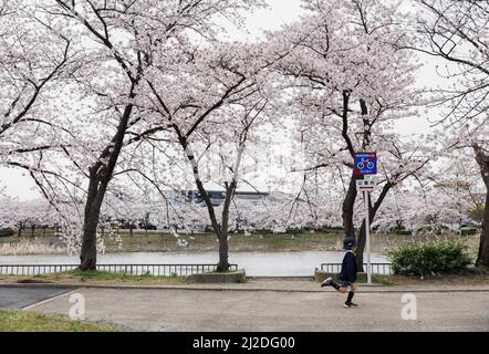 Nagoya, Giappone. 01st Apr 2022. Un bambino gode di fiori di ciliegia nel parco di Nagoya. La fioritura del Cerry, conosciuta anche come Sakura in Giappone, raggiunge normalmente il picco a marzo o all'inizio di aprile in primavera. Il Sakura è il fiore nazionale del Giappone e godere di fiori di ciliegia è un vecchio costume giapponese. Credit: SOPA Images Limited/Alamy Live News Foto Stock