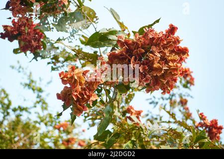 Fioritura di Terminalia Paniculata. Foto Stock