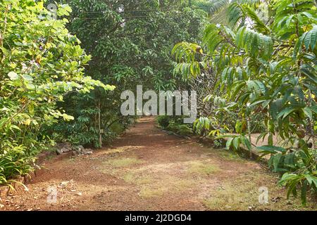 Strade rurali e sentieri a Kotawade, Ratnagiri, Maharashtra Foto Stock