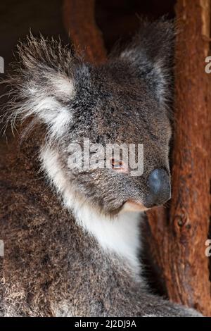 Mammiferi / Un Koala che riposa al Ballarat Wildlife Park in Ballarat Australia. Foto Stock