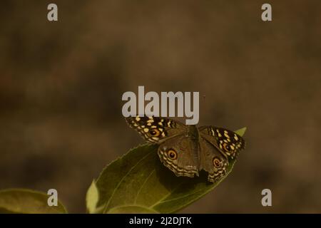 bellezza della natura .lonce pansy (junonia limonias) farfalla seduta su foglia . Foto Stock
