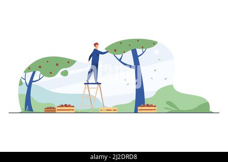 Coltivatore in piedi su scala e raccogliere mele. Frutta, stagione, albero piatto illustrazione vettoriale. Agricoltura e giardinaggio concetto per banner, sito web d Illustrazione Vettoriale