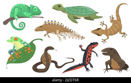 Rettili e anfibi insieme. Tartaruga, lucertola, triton, gecko isolato su sfondo shite. Illustrazione vettoriale per animali, fauna selvatica, fauna della foresta pluviale c Illustrazione Vettoriale