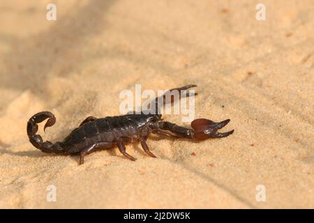 Scorpione nero israeliano Scorpione maurus fuscus su una duna di sabbia fotografata in Israele nell'estate di settembre Foto Stock