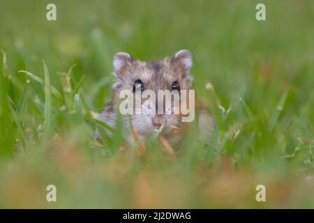 Close up e messa a fuoco selettiva di un Djungarian hamster (Phodopus sungorus), noto anche come il Siberiano criceto, sul prato. Fotografato in Israele nel luglio Foto Stock