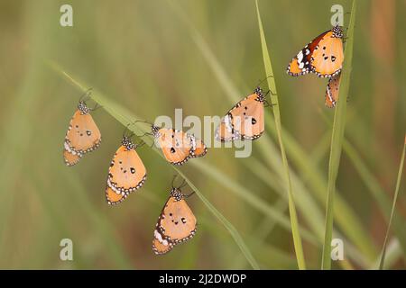 Tiger piano (Danaus chrysippus) AKA African Monarch Butterfly si trova dal Mediterraneo all'Africa tropicale e l'Asia, e fino all'Australia. IO Foto Stock
