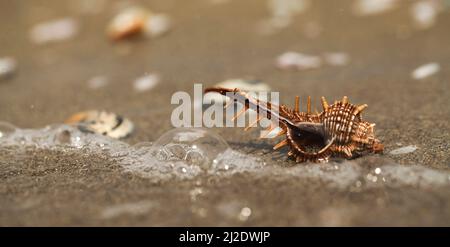 Il color porpora murex (Bolinus brandaris) (gasteropode) su una spiaggia in Israele, una lumaca di mare. Murex un tempo era molto apprezzato come sorgente per il color porpora. Foto Stock