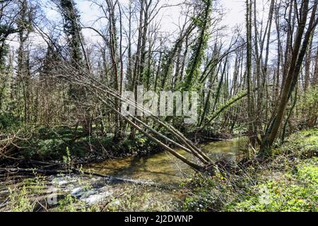 Un albero caduto a cavallo del fiume Plym scorre attraverso i boschi a Plymbridge durante il suo viaggio verso Plymouth Sound Foto Stock