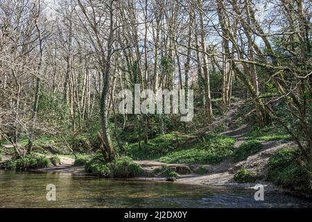 Il fiume Plym scorre attraverso i boschi a Plymbridge durante il viaggio di ot verso Plymouth Sound Foto Stock